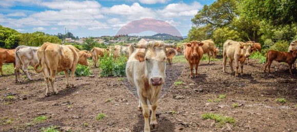 6240m² Land in Sintra, Portugal No. 63736 12