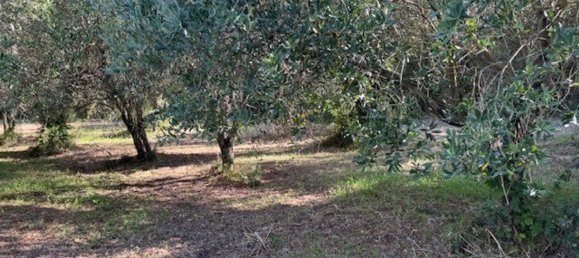  Land in Sessa Aurunca, Italy No. 356990 6