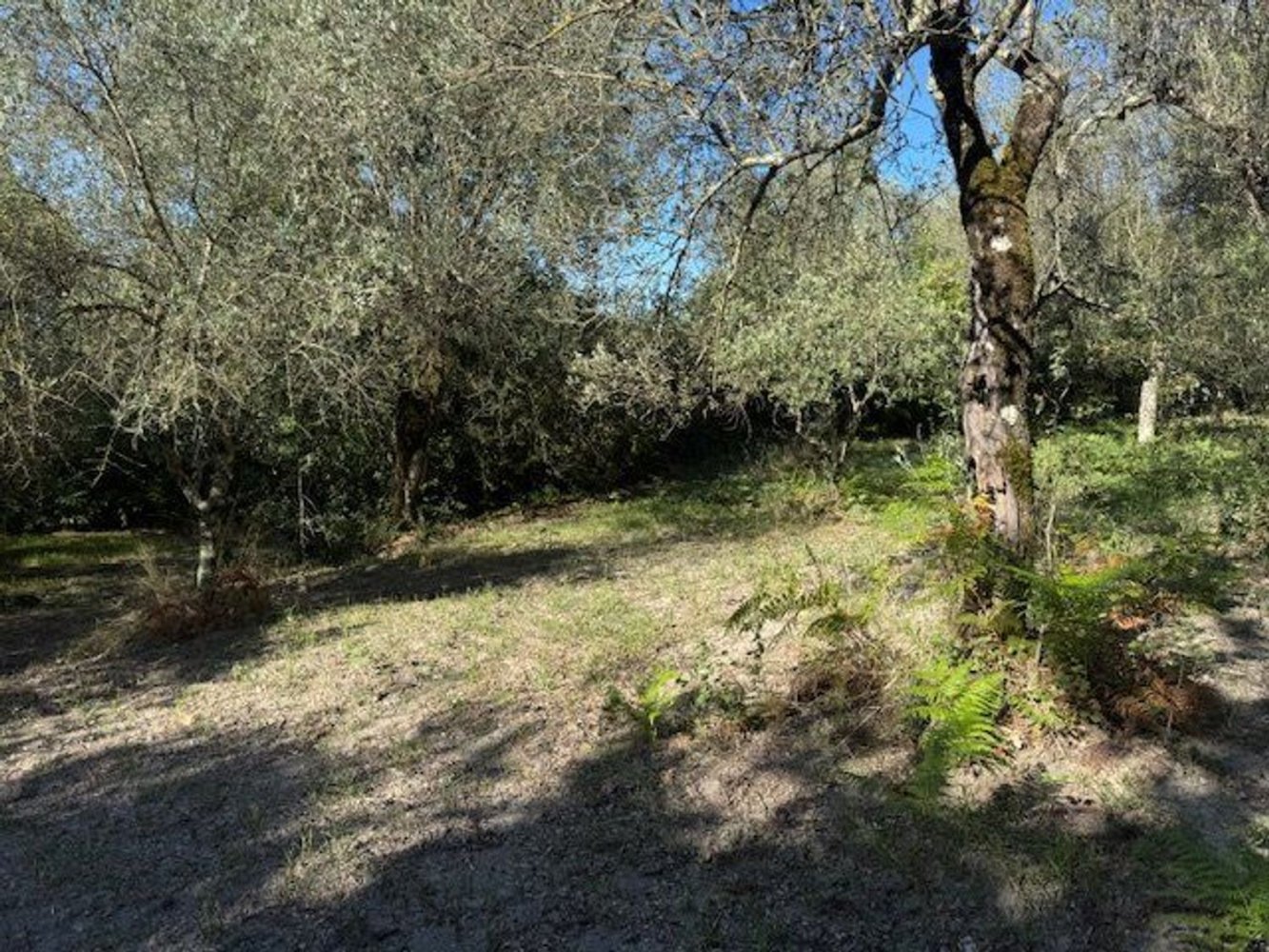  Land in Sessa Aurunca, Italy No. 356990
