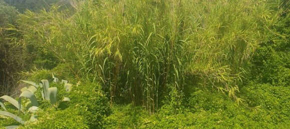 10-Zimmer Haus in Moneglia, Italy, Nr. 136436 10