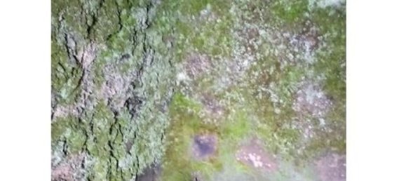 22100m² Land in Pantelleria, Italy No. 146221 17