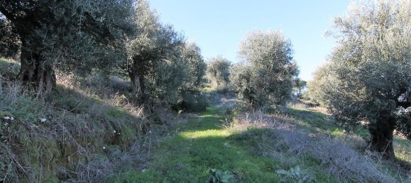 41000m² Hotel in Corfu, Greece No. 5344 7