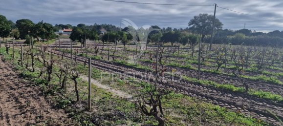 7 bedrooms Castles in Grandola, Portugal No. 88455 26