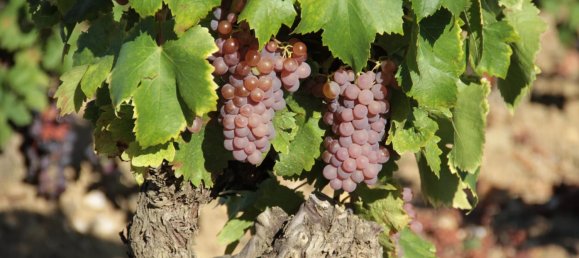  Commercial property in Faugeres, France No. 820 3