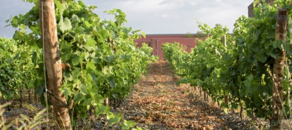  Commercial property in Faugeres, France No. 820 5