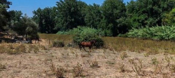 Grundstück in Montemor o Novo, Portugal, Nr. 258778 34