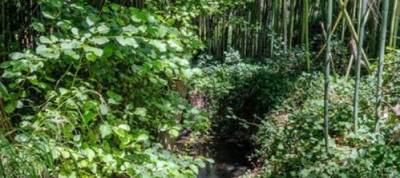 Grundstück in Montemor o Novo, Portugal, Nr. 258778 17