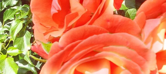 6-Zimmer Bungalow in Stormarn, Germany, Nr. 75292 21