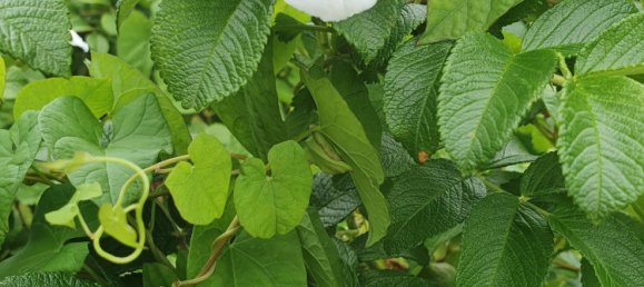 6-Zimmer Bungalow in Stormarn, Germany, Nr. 75292 8