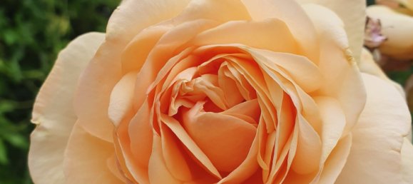 6-Zimmer Bungalow in Stormarn, Germany, Nr. 75292 10