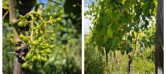 11 Schlafzimmer Haus in Montalcino, Italy, Nr. 56377 44