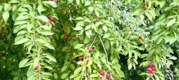  Land in Landshut, Germany No. 239848 3