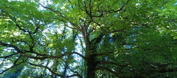 Casa T3 em Celles-sur-Belle, France N.º 314127 9