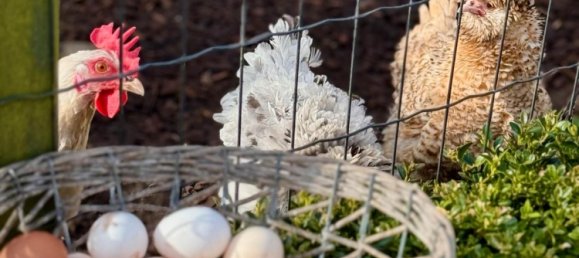 6 bedrooms Townhouse in Ammerland, Germany No. 342824 15