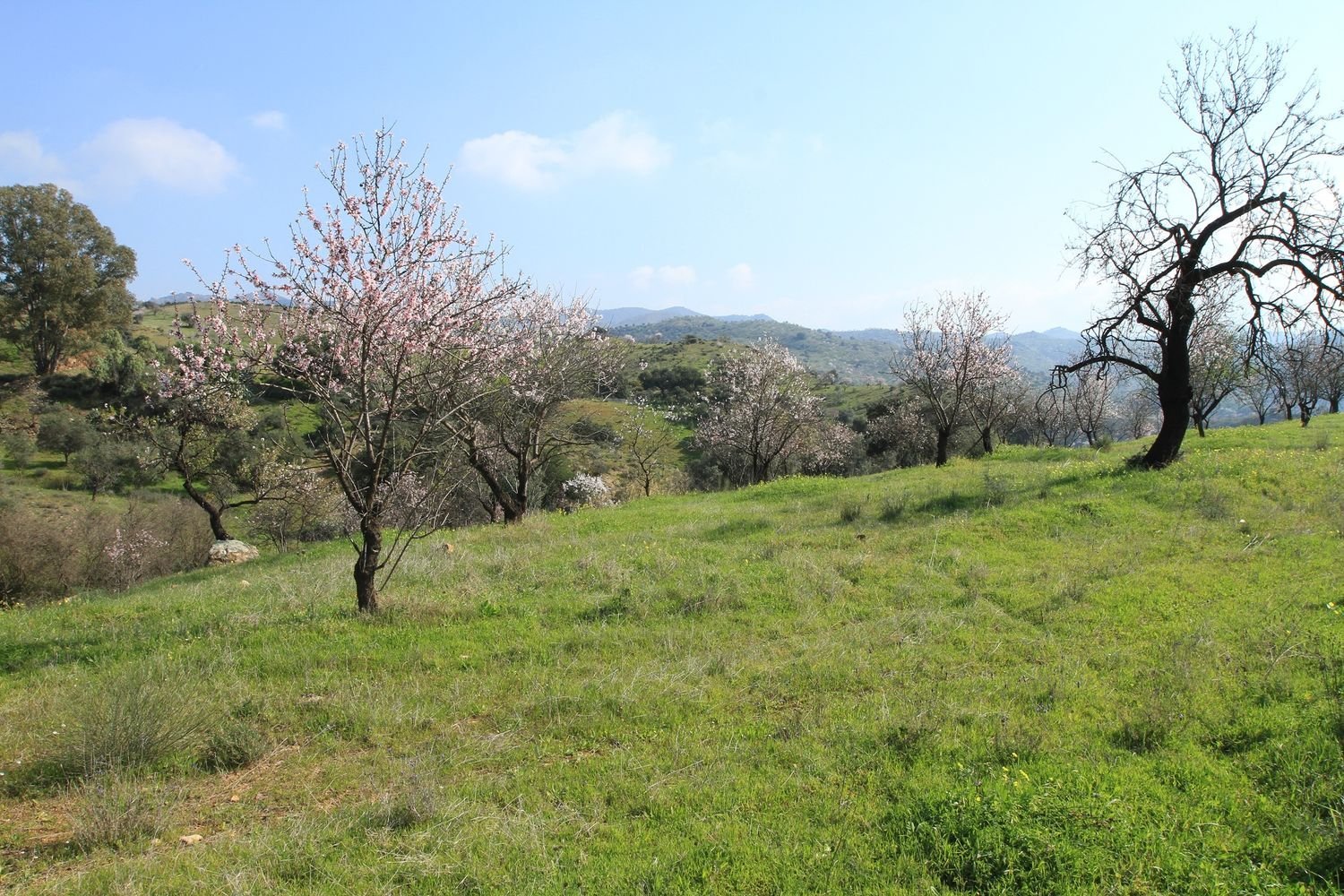  Land in Malaga, Spain No. 215864