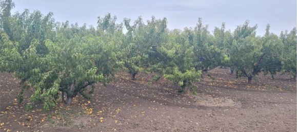 Propriété commerciale à Canosa di Puglia, Italy 117000m² No. 270648 2