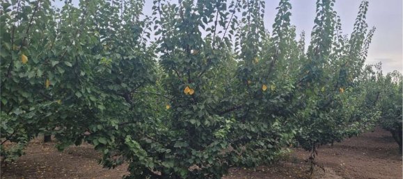 Propriété commerciale à Canosa di Puglia, Italy 117000m² No. 270648 9