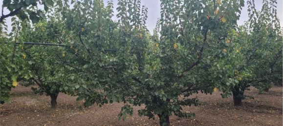 Propriété commerciale à Canosa di Puglia, Italy 117000m² No. 270648 12