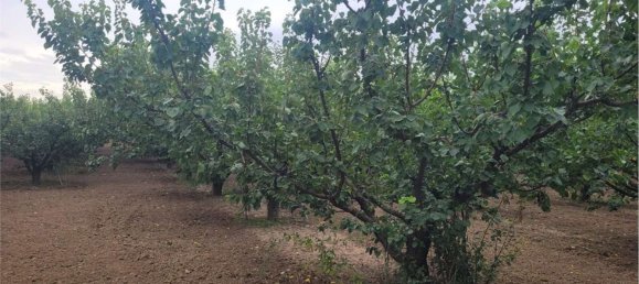 Propriété commerciale à Canosa di Puglia, Italy 117000m² No. 270648 10