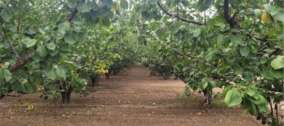 Propriété commerciale à Canosa di Puglia, Italy 117000m² No. 270648 11