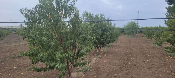 Propriété commerciale à Canosa di Puglia, Italy 117000m² No. 270648 5