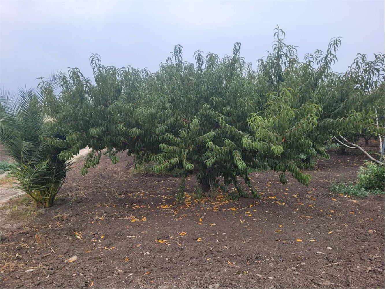 Propriété commerciale à Canosa di Puglia, Italy 117000m² No. 270648