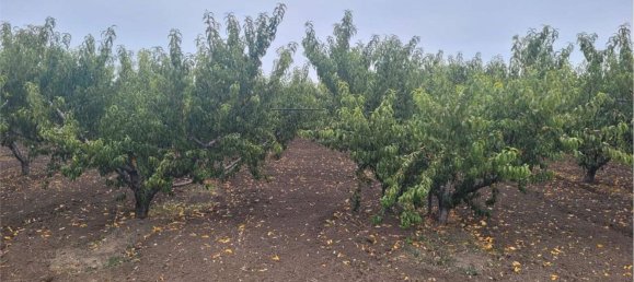 Propriété commerciale à Canosa di Puglia, Italy 117000m² No. 270648 4