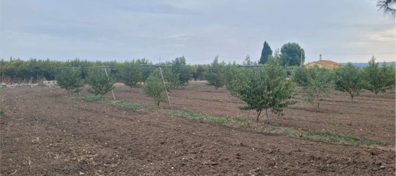 Propriété commerciale à Canosa di Puglia, Italy 117000m² No. 270648 6