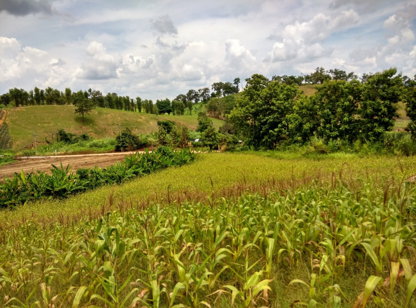 Grundstück in Mae Chan, Thailand 6400m², Nr. 74693