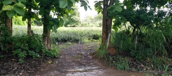 Grundstück in Mae Chan, Thailand 6400m², Nr. 74693 3