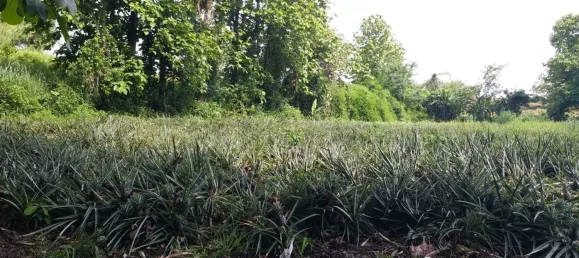 Grundstück in Mae Chan, Thailand 6400m², Nr. 74693 4