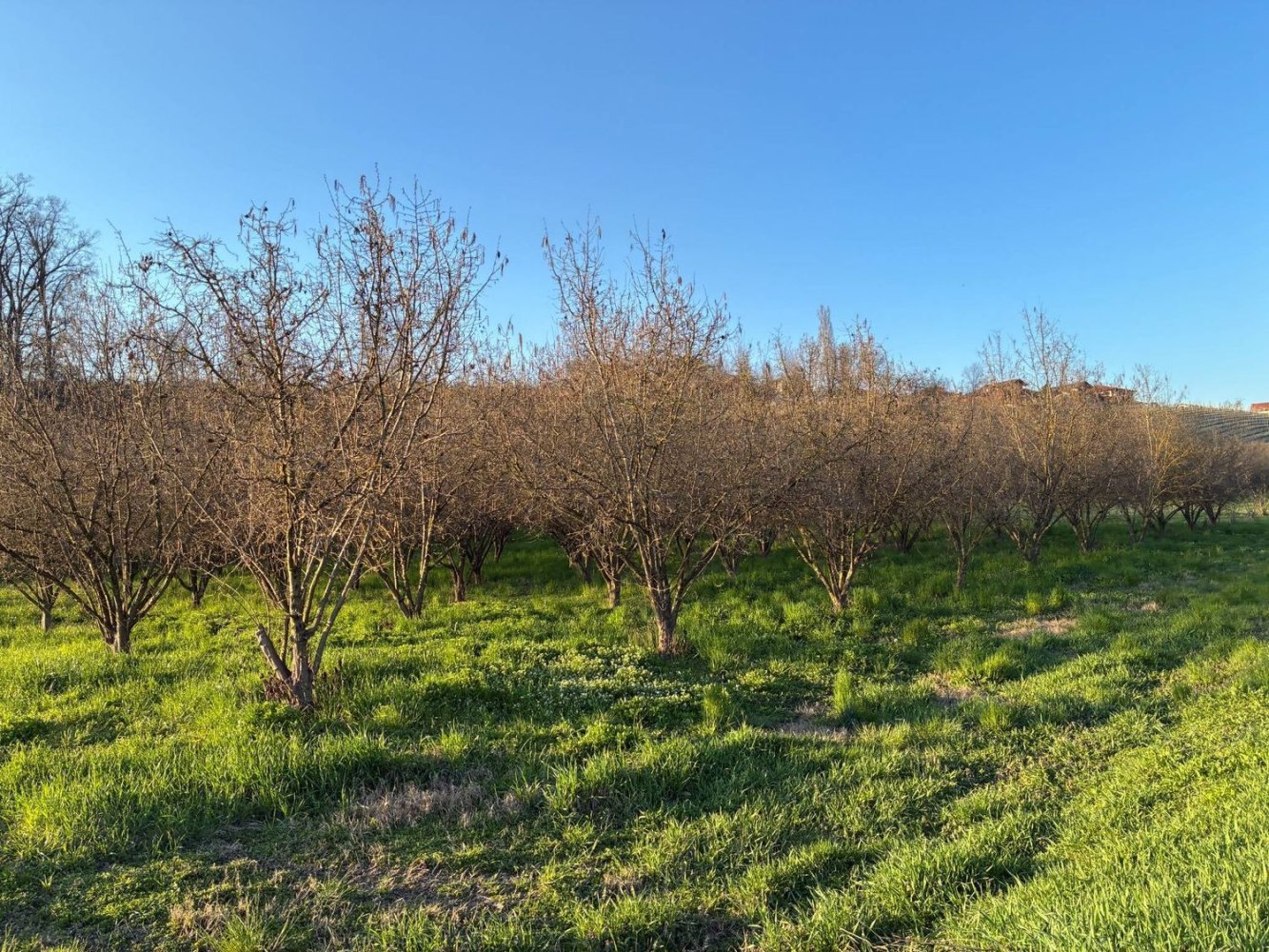 90000m² Land in Roddi, Italy No. 49453