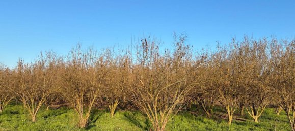 90000m² Land in Roddi, Italy No. 49453 2