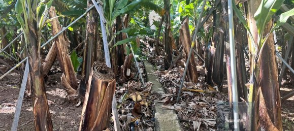 Grundstück in Ponta do Sol, Portugal 2403m², Nr. 96206 19