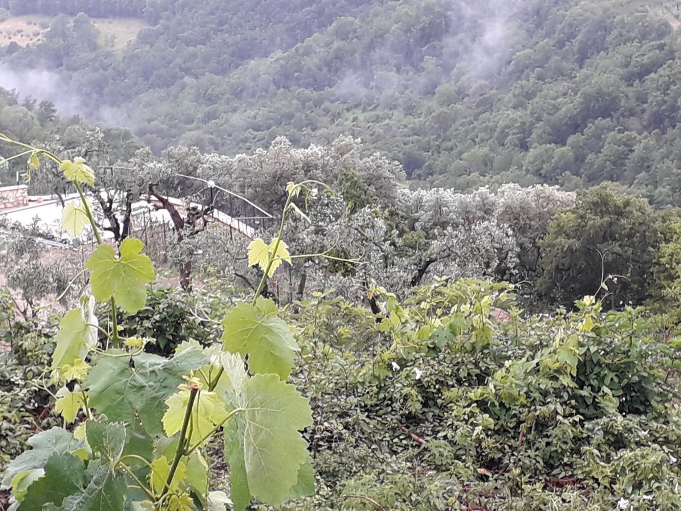  قطعة أرض في Casaprota, Italy 30000متر مربع رقم 256337