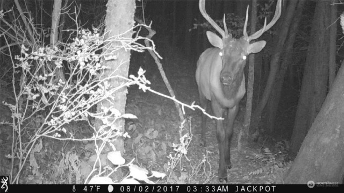 Grundstück in Orting, USA, Nr. 513378