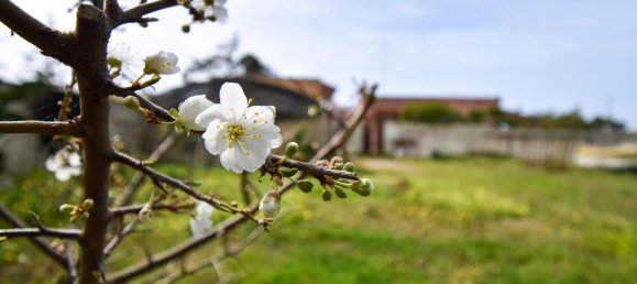 3 rooms Villa in Porto Cesareo, Italy No. 43326 29