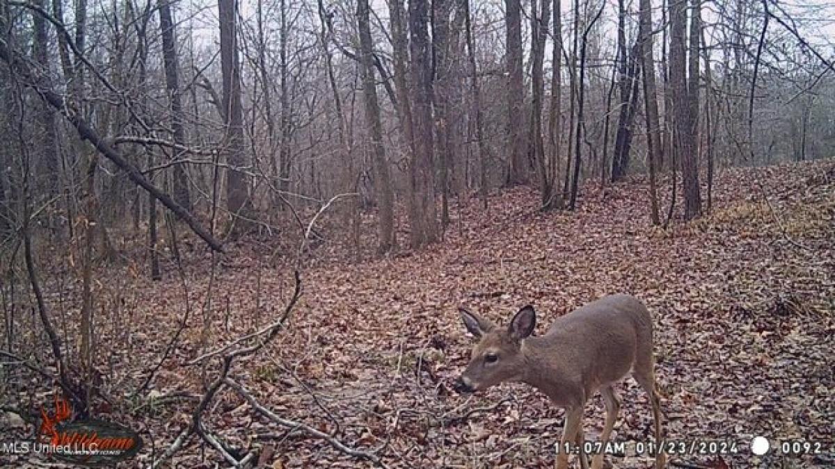 Земельный участок в Байхалия, США № 549015