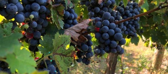 Casa de 3 dormitorios en Cortona, Italy No. 56214 39