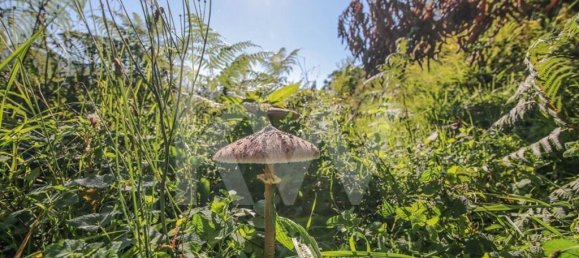 3 غرف نوم منزل في Ponte de Lima, Portugal رقم 54272 6