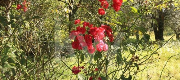 3 غرف نوم منزل في Ponte de Lima, Portugal رقم 54272 50