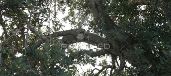 Grundstück in Guia, Portugal 15000m², Nr. 69484 9