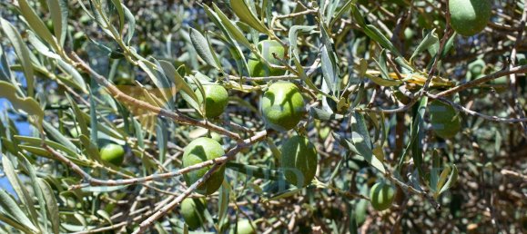 4 rooms House in Noto, Italy No. 20335 6