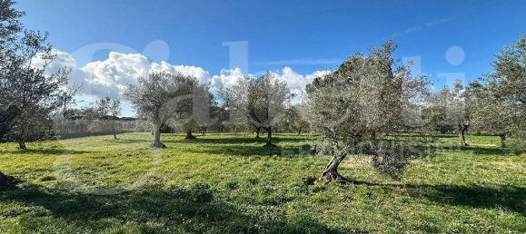 3 bedrooms Villa in Manziana, Italy No. 206975 18