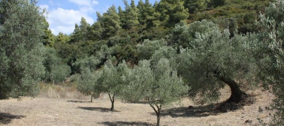 2654m² Hotel in Chalkidiki, Greece No. 8098 3