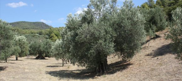 2654m² Hotel in Chalkidiki, Greece No. 8098 2