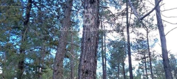 647500m² Land in Piancastagnaio, Italy No. 285145 23