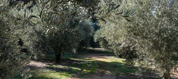 26000m² Land in Granada, Spain No. 108073 12