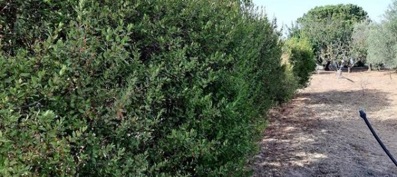 Земельный участок 3634м² в Капотерра, Италия № 281323 6