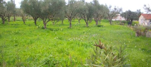 Terra em Zakynthos, Greece N.º 8555 4